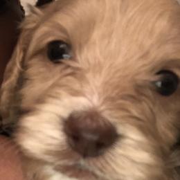 Cockapoos, Cocker Spaniels, and Poodles from Pawfect Transporters, LLC