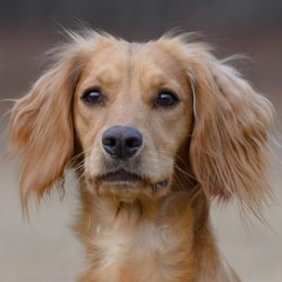 Neala - English Cocker Spaniel