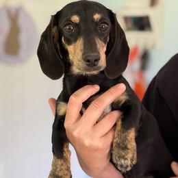 Louie Rose - Dachshund