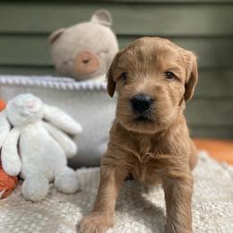 Milo - Apricot male Australian Labradoodle puppy in Otis, Massachusetts from Tango Wool Labradoodles