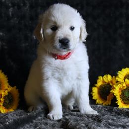 Male RED-Visit will be held at 7 weeks. - Light golden male Golden Retriever puppy in Pasadena, Maryland from Promise Land