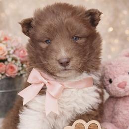 Girl 4 - Red and white female Siberian Husky puppy in Terre Haute, Indiana from April's Huskies