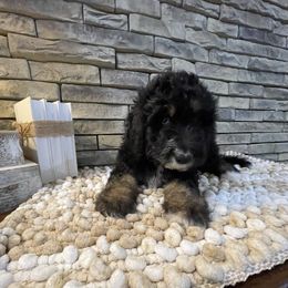 Marcie - Tri-color female Bernedoodle puppy in Hackleburg, Alabama from The Doodle Patch