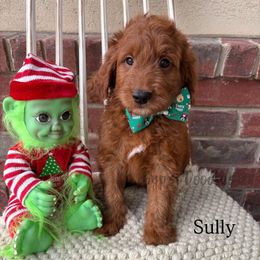 James P. Sullivan - Red  male Goldendoodle puppy in Herriman, Utah from Gypsi Doodles & Poodles LLC.
