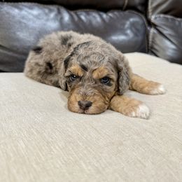 Marv - Blue merle male Aussiedoodle puppy in Heber City, Utah from Junipersdoodles