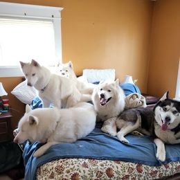 Siberian Husky All Grown Up from Malibu Kennels