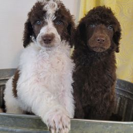 Poodle Puppies from BellCoop Ranch
