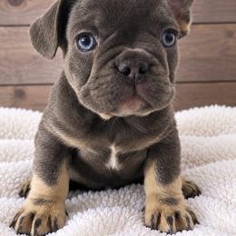 Dean - Blue male French Bulldog puppy in Warm Springs, Arkansas from State Line Dachshunds & Frenchies
