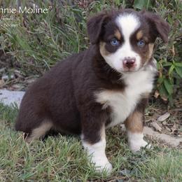 Minnie Moline - Red tri female Miniature Australian Shepherd puppy in Evant, Texas from Lazy VT Bar Ranch