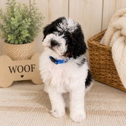 Jesse - Phantom male Bernedoodle puppy in Flagstaff, Arizona from Gunstock Doodles