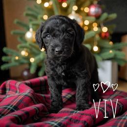 Viv - Phantom female Goldendoodle puppy in Warrensburg, Missouri from Supreme Doodles
