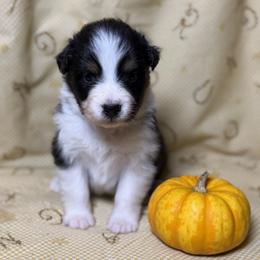 Girl 2 - Black tri-color female Australian Shepherd puppy in Spring Grove, Pennsylvania from Transcendence Australian Shepherds