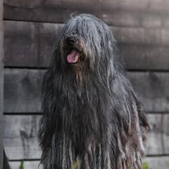 Aurora - Bergamasco Sheepdog