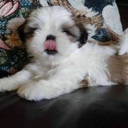 Shih Tzu Puppies from Jazzie Shih Tzu
