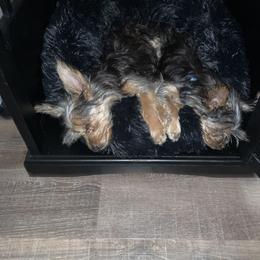 Yorkshire Terrier Puppies from Missy Lu Lap Puppies