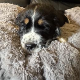 Retta - Black white and tan female English Springer Spaniel puppy in Griswold, Connecticut from Lassale Springers
