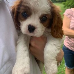 Cavalier King Charles Spaniel Puppies from One Big Cavy Family