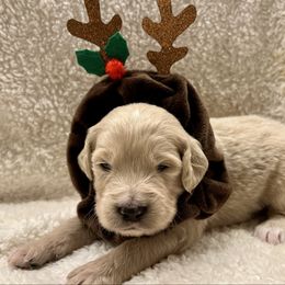 Rudolph - Cream male Goldendoodle puppy in The Woodlands, Texas from Gracie's Goldendoodles and Bernedoodles
