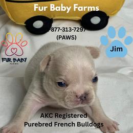 Jim - Cream male French Bulldog puppy in Michigan from Fur Baby Farms