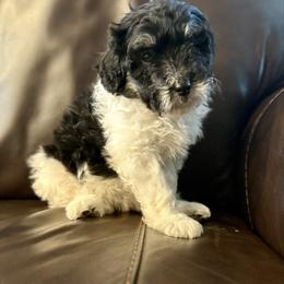 Liza - Black tri-color female Aussiedoodle puppy in Charleston, Arkansas from Lazy S Aussies