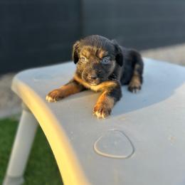 Winchester - Black tri female Miniature Australian Shepherd puppy in Queen Creek, Arizona from Arizona Aussies