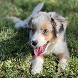 Cassie - Blue merle female Miniature Australian Shepherd puppy in Hartselle, Alabama from Rounvale
