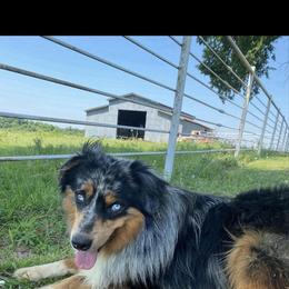 Roper - Australian Shepherd