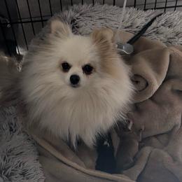 Victoria - Pomeranian