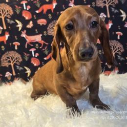 Solara Veyra - Cream female Dachshund puppy in Willard, Utah from Simply Sharing Love