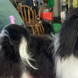 Havanese from Andorra