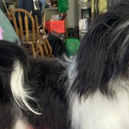 Havanese from Andorra