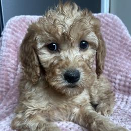 Eliza - Red  female Goldendoodle puppy in Lowville, New York from Adirondack Labradoodles