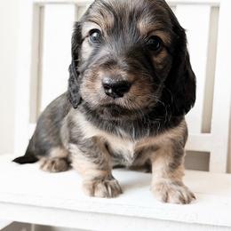 Ranger 3750 - Cream male Dachshund puppy in Sylvania, Alabama from Yancey’s Doxies