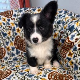 Slushie- fluffy - Black and white female American Corgi puppy in Waskom, Texas from Piney Woods Corgis