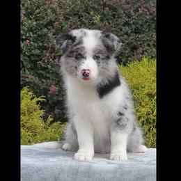 Cloudy - Blue merle male Border Collie puppy in Dunn, North Carolina from Coylety Border Collies