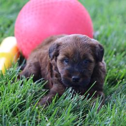 Missy - Red female Whoodle puppy in West Bend, Iowa from Blue Skies Terriers