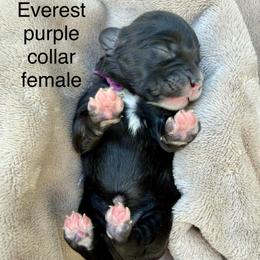 Everest - purple collar - Black and white female Cavapoo puppy in Colorado Springs, Colorado from Shining Star Doodles