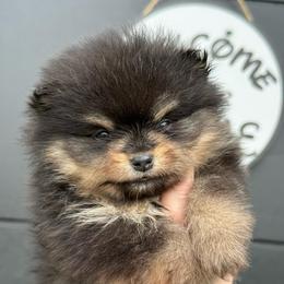 Dodger- 3800.00 dollars - Black and tan male Pomeranian puppy in Perry County, Ohio from Speechless Pom’s