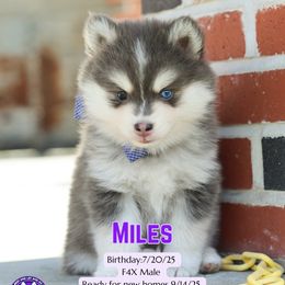 Miles - Blue male Pomsky puppy in Humeston, Iowa from M.A.R. Dogs