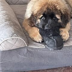 Leonberger Puppies from Sinnsro Leonbergers