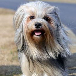 Stella - Lowchen