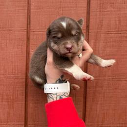 Orange - Red and white male Siberian Husky puppy in Jonesborough, Tennessee from Dry Creek Siberians