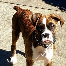 Boxers from Dudley’s Dream Boxers