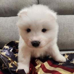 Valor (Grey collar) - White male Samoyed puppy in Morgan, Utah from Carriage Court Kennels