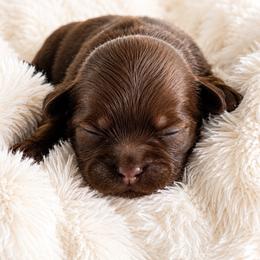 Stripes - Liver female Shih Tzu puppy in Winston Salem, North Carolina from Jay&Ray Shih Tzu’s