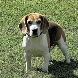 Pearl - Black white and tan female Beagle puppy in Mansfield, Missouri from Rippee Creek Kennel