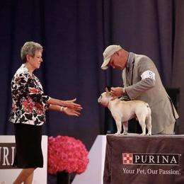 French Bulldog and Labrador Retriever Puppies from Desiree Ortiz's French Bull Dogs and Labrador Retrievers
