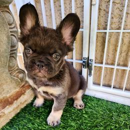 Baby Grizzly - Black and tan male French Bulldog puppy in Las Vegas, Nevada from Fabulousbulldogs LLC