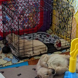 Golden Retriever Puppies from Sola Mae's Goldens