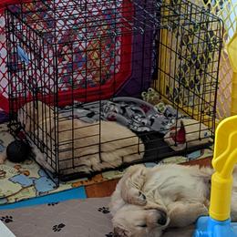 Golden Retriever Puppies from Sola Mae's Goldens